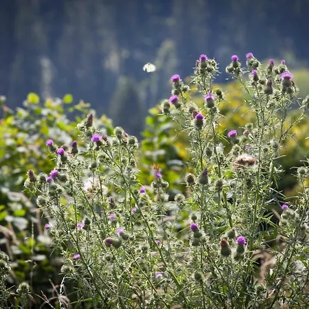 Dom Mlynsko * Kletno