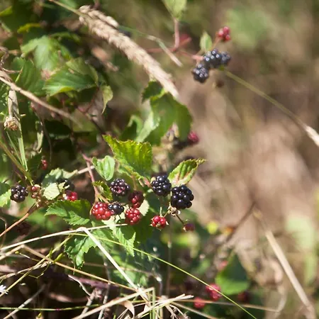 Διαμέρισμα Dom Mlynsko *