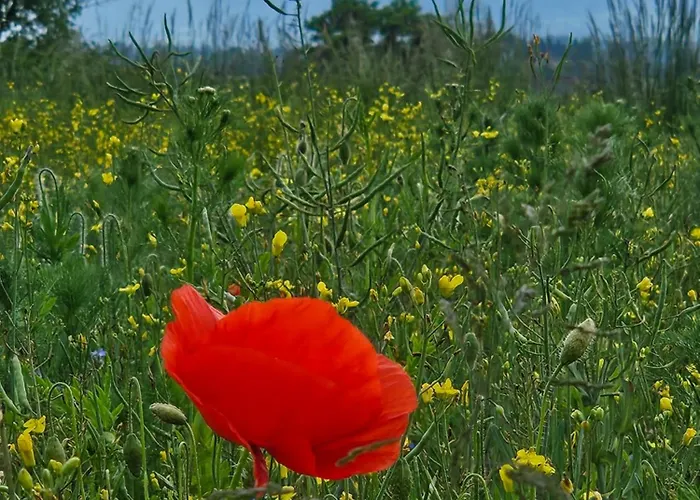 Lägenhet Dom Mlynsko *