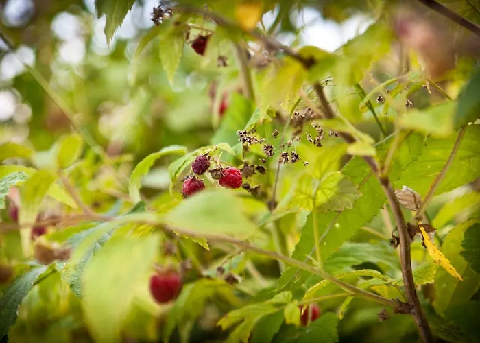 Lägenhet Dom Mlynsko *