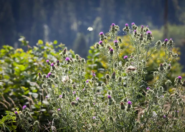 Dom Mlynsko * Kletno