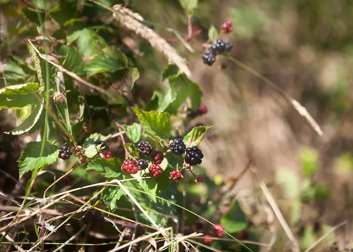 Lägenhet Dom Mlynsko *